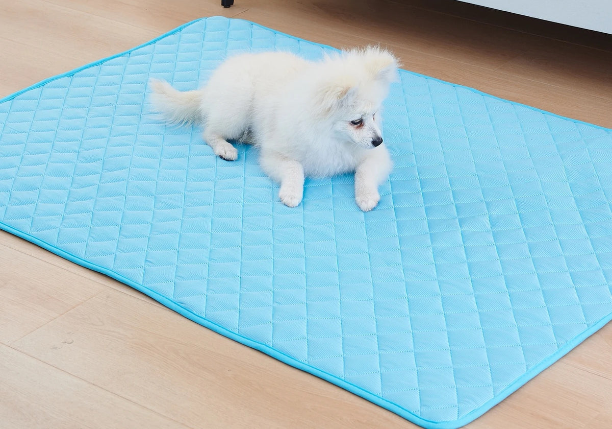 Perro pequeño descansando sobre la alfombra refrescante celeste en el piso