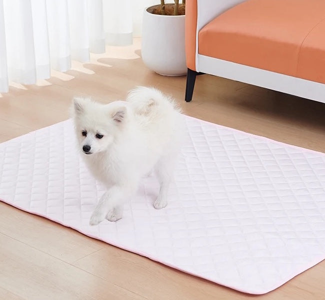 Perro caminando sobre la alfombra refrescante rosa
